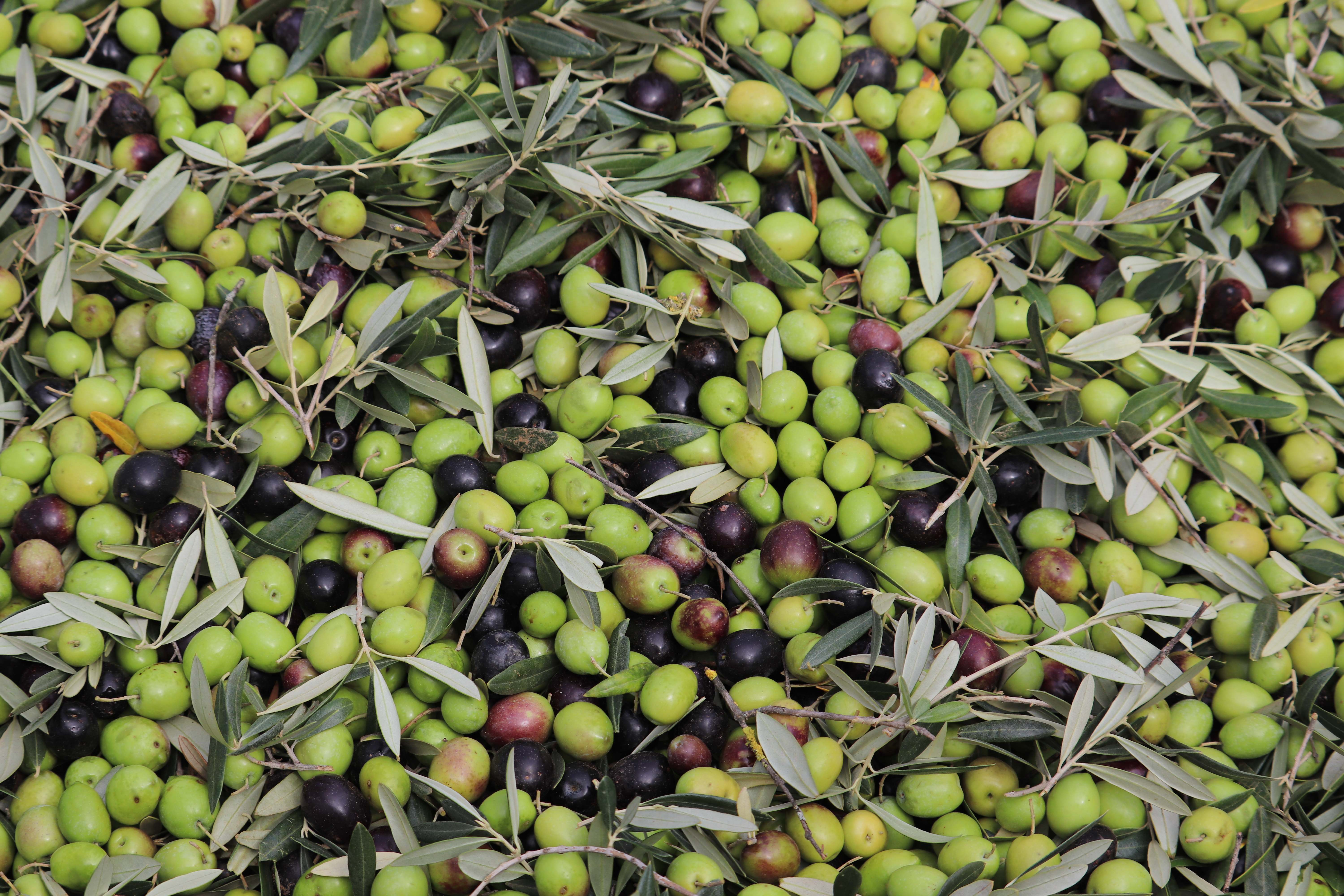 Aceitunas para elaborar AOVE