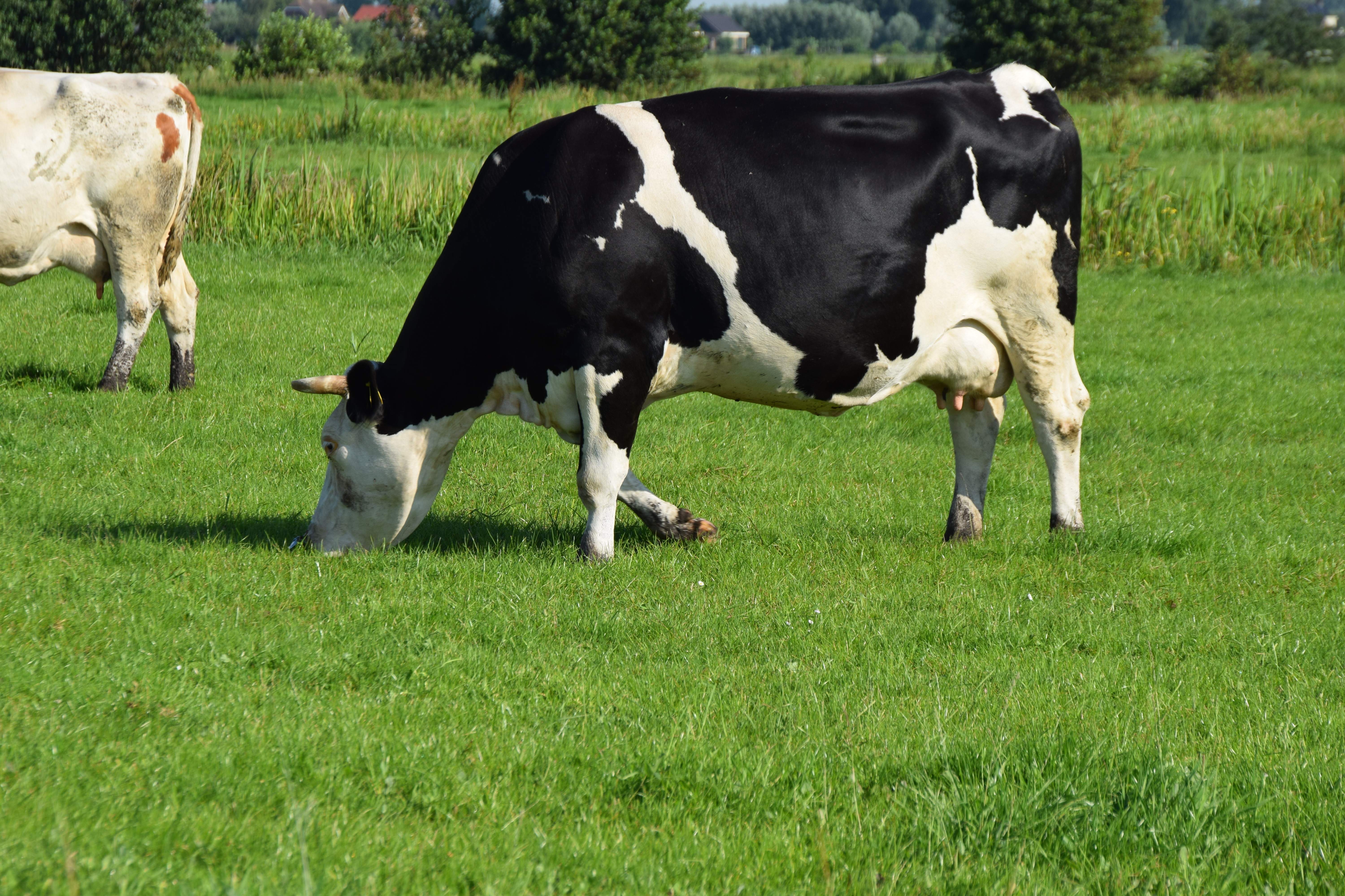 vacas-comen.jpg