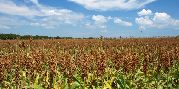 FotoSorgo600x300.jpg