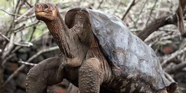 tortuga-gigante-solitario-jorge-reuters.jpg