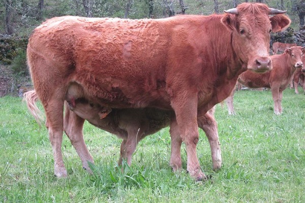 vaca-ep.jpg