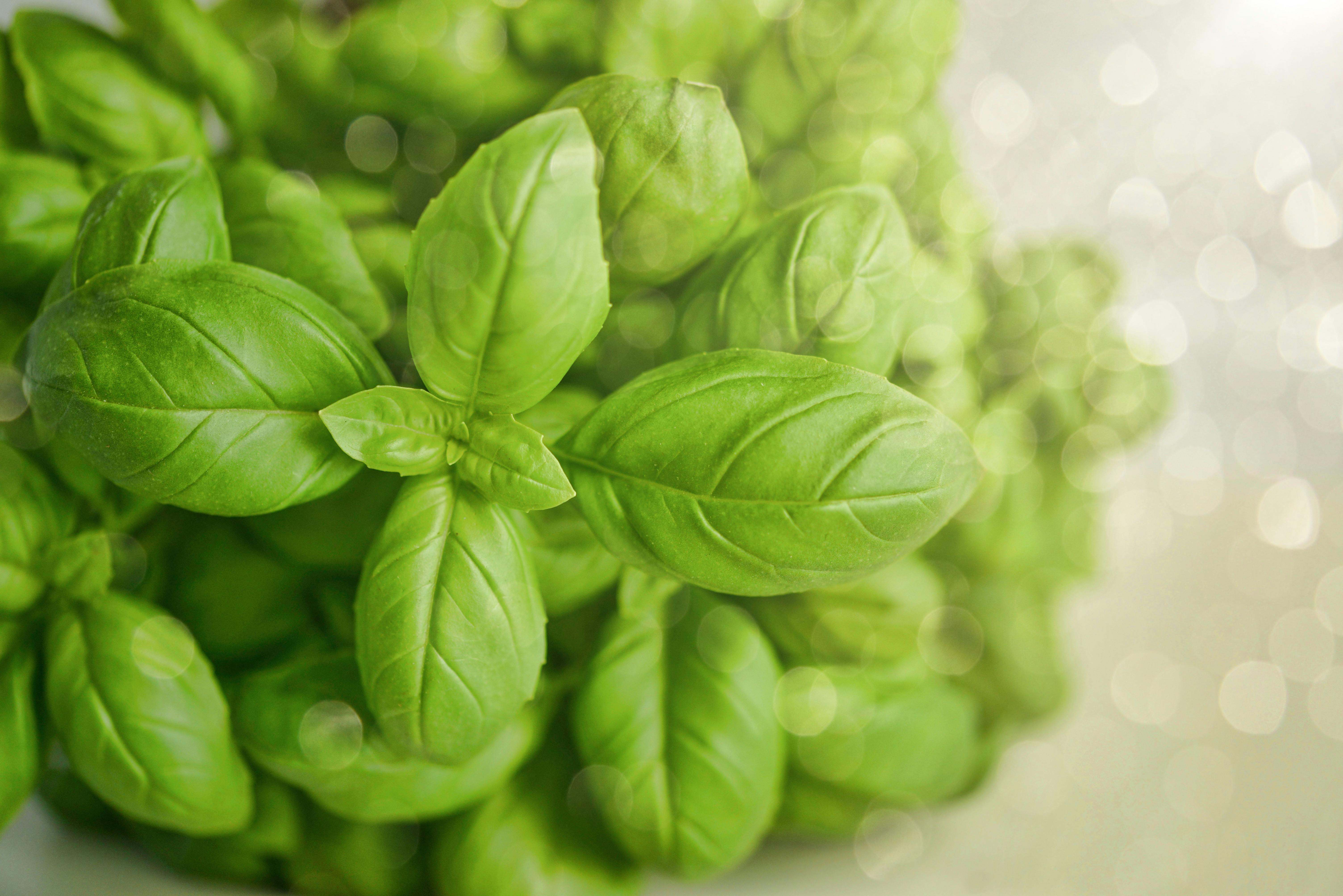 La albahaca es rica en antioxidantes, por lo que favorece la estimulación del sistema inmunológico