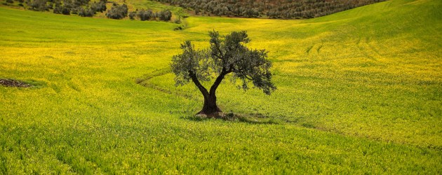 olivo