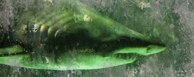 tiburon