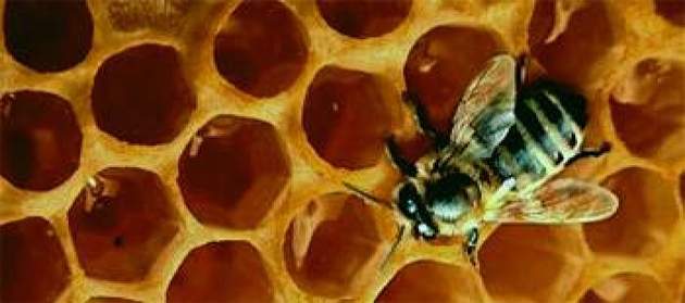 abejas