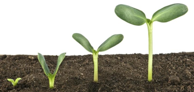 brotes-verdes-thinkstock.jpg
