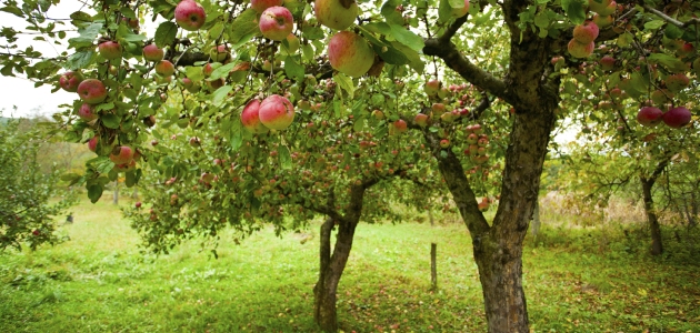 agricultura-istock.jpg