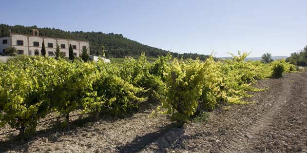viñedo