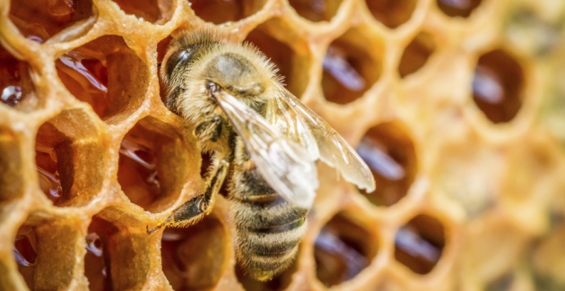 abeja panal