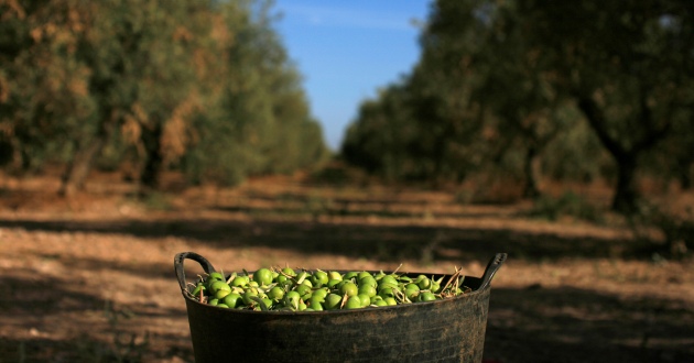 aceitunas olivos