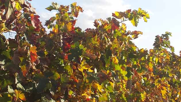 vinedo