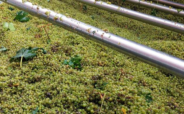 bodegapirineos
