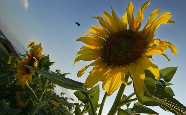 girasol.jpg