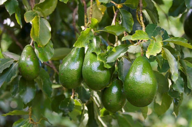 aguacate.jpg