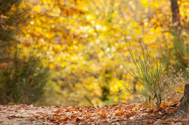 extremadura_bosques_hervas.jpg