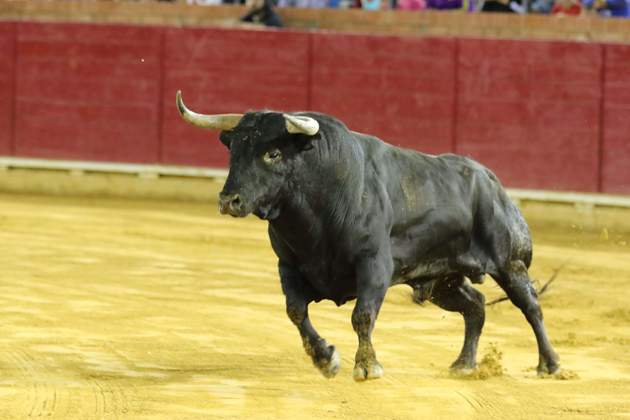 toros