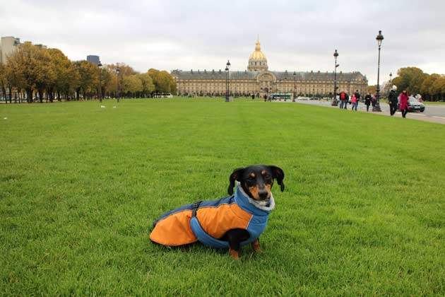 viajar perros