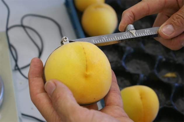 interprofesionalfruta