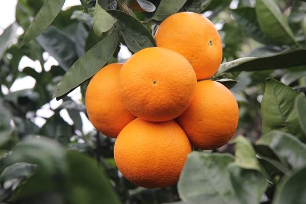 naranjas
