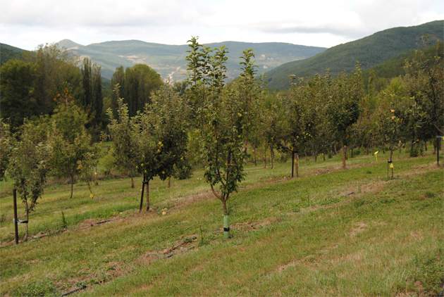 manzanas