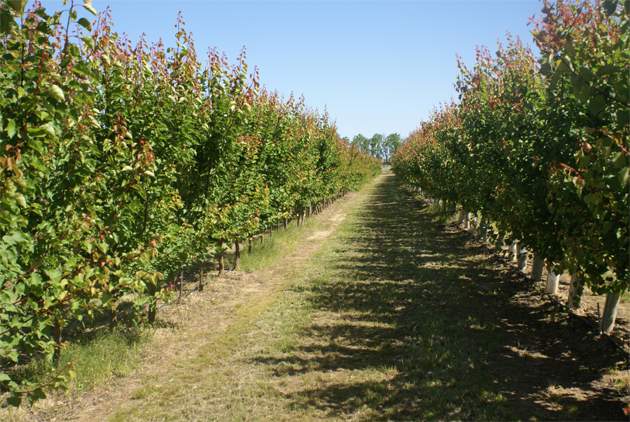 agricultura