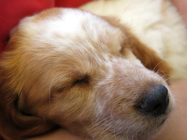 perro
