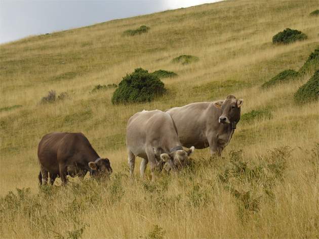 vacas
