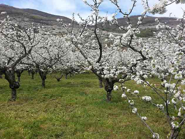 Extremadura-Cerezos