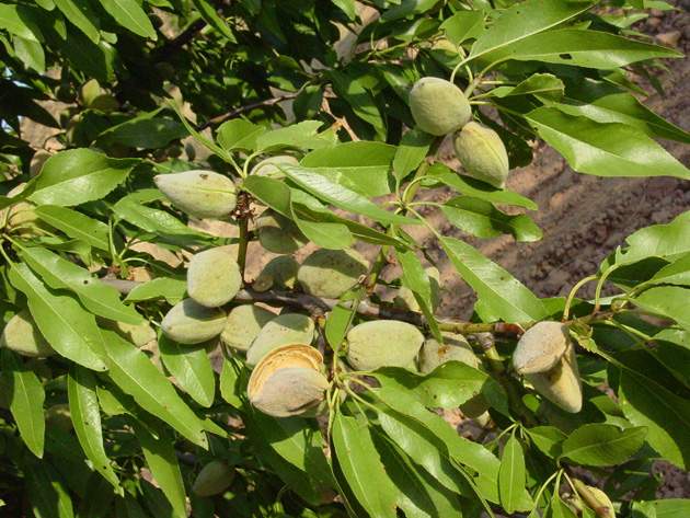 almendras