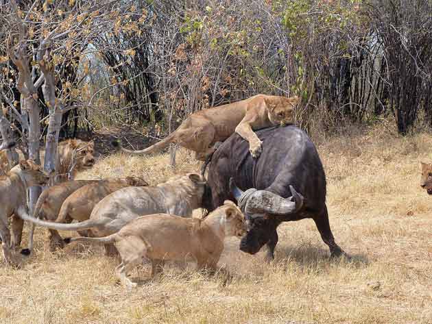 leones caza