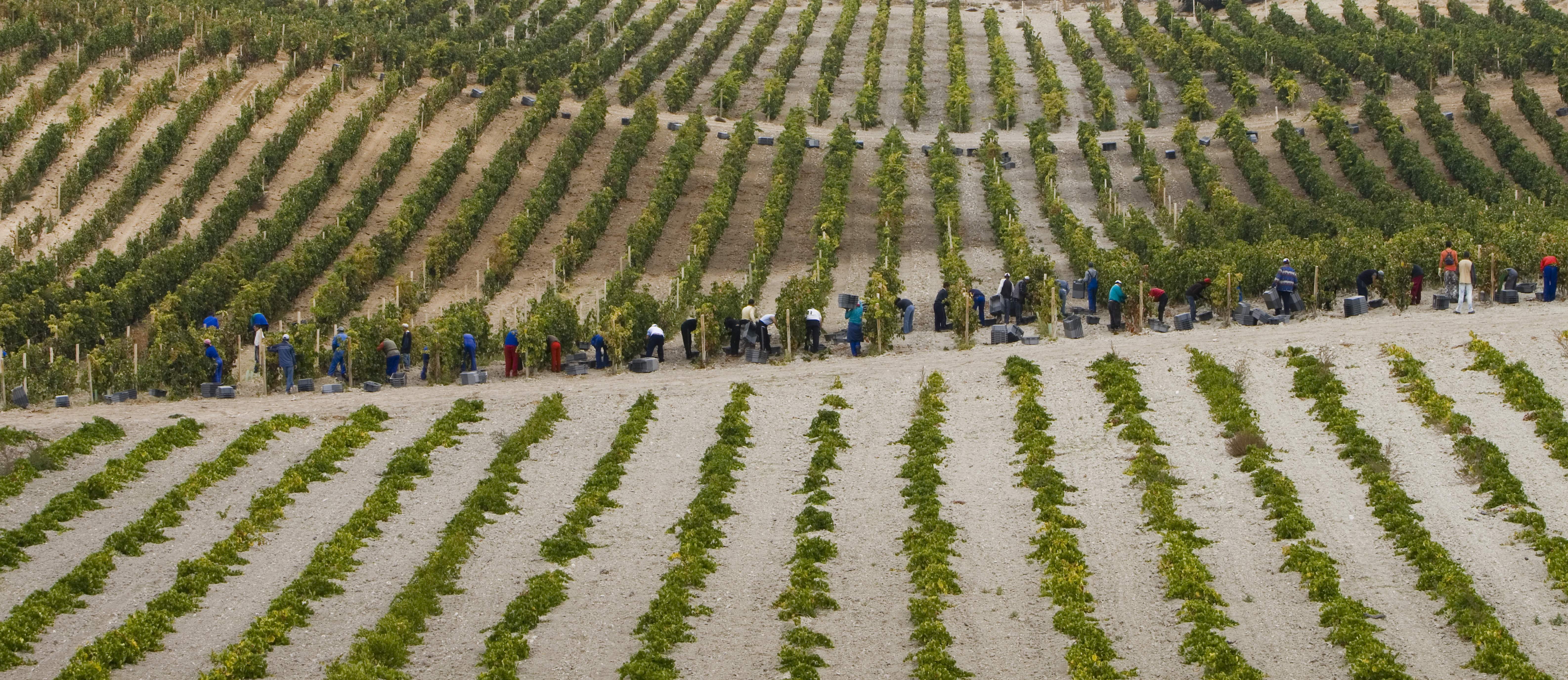 VinedosRibera.jpg