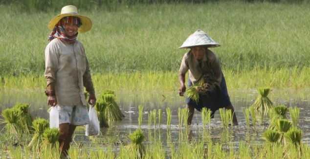 tailandia-arroz.jpg