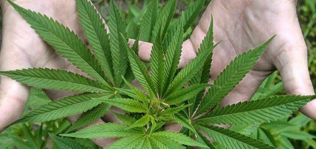 Marihuana_Uruguay.jpg