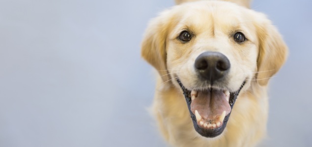 perro-contento-635-getty.jpg