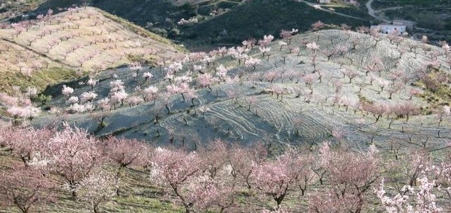 cerezos-flor-jerte-ep.jpg