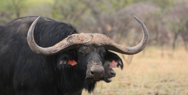 bufalo-sudafrica.jpg