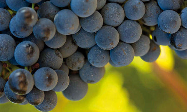 uvas
