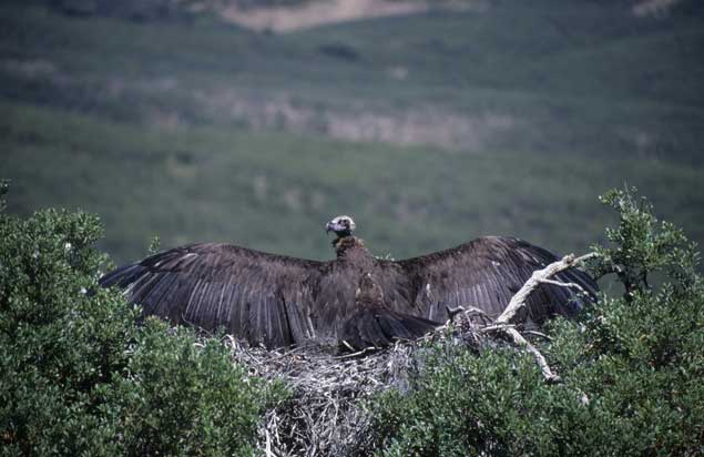 avistamiento aves