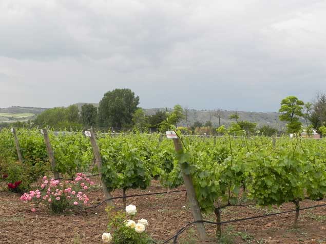 viñedo matarromera