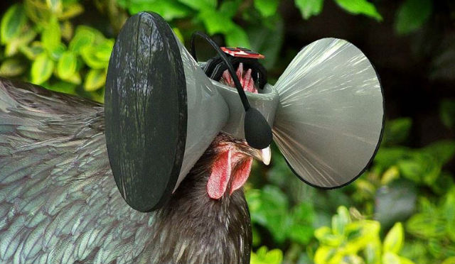 pollos-oculus.jpg