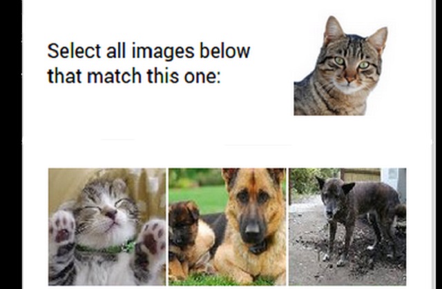 gatos-captcha-google-640.jpg