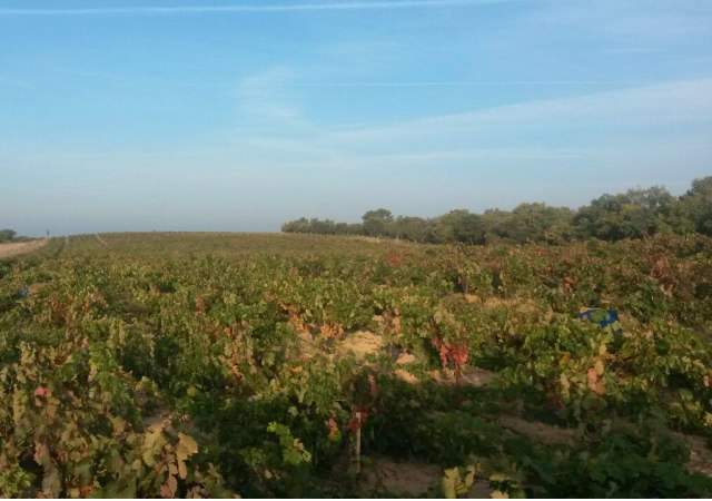 bodega-matasnos-1.jpg