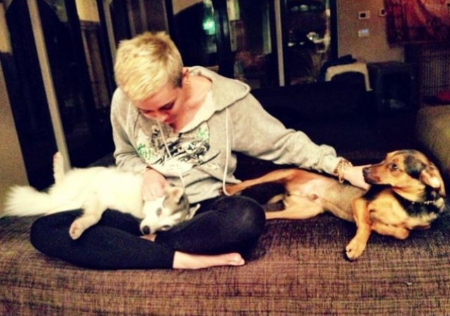 miley-cirusanimales.jpg