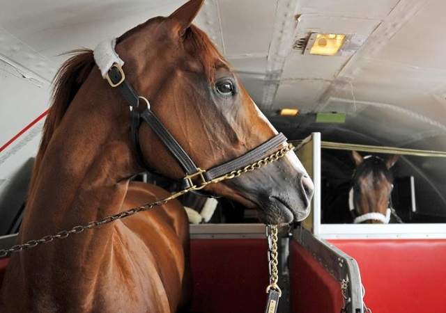 caballos-boeing-1.jpg