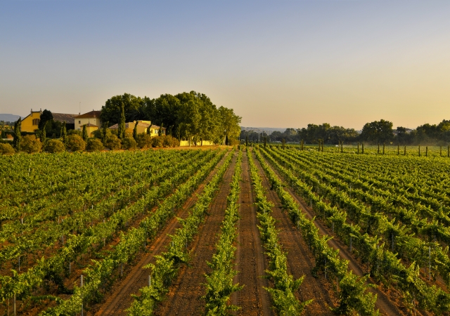 Bodegas-Torres1.jpg