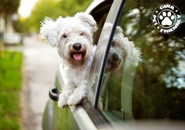 pet-friendly.jpg