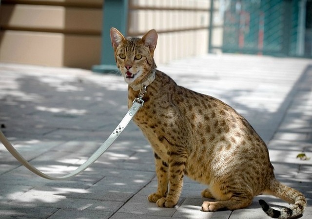 gato-ashera3.jpg