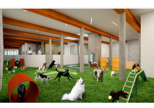 resorts-perros4.jpg
