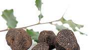 Trufas, ¿pero por qué son tas caras?