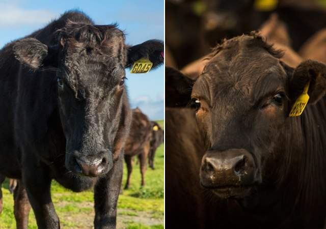 vacas-chocolate-1.jpg